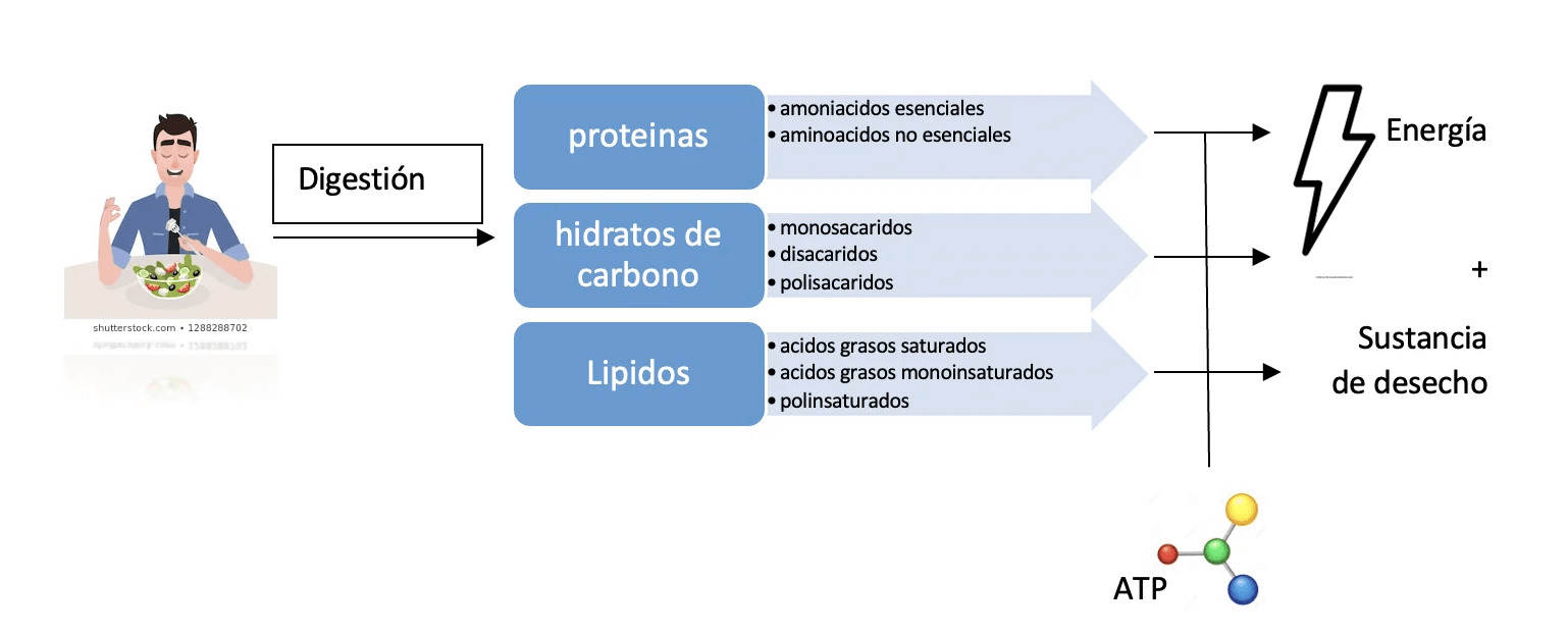 infografía sobre la digestión