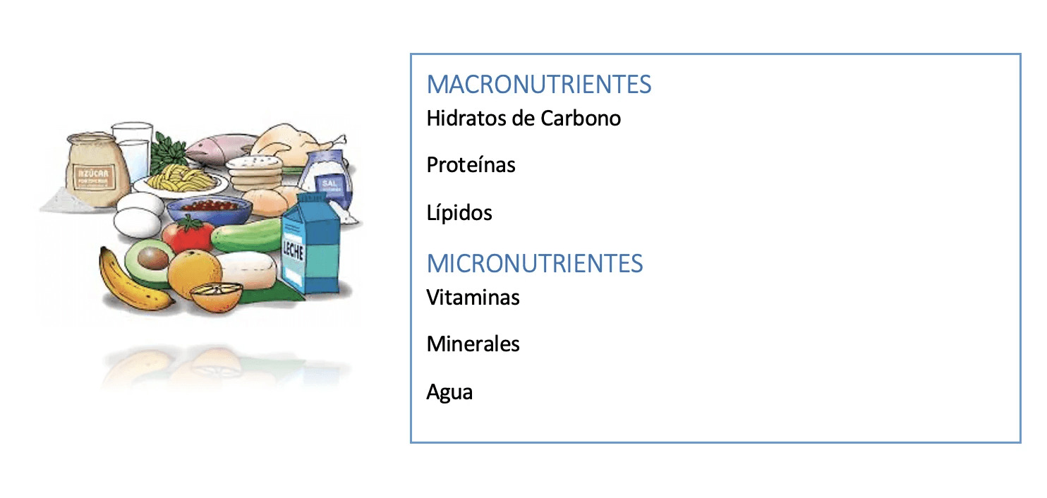 información sobre macronutrientes